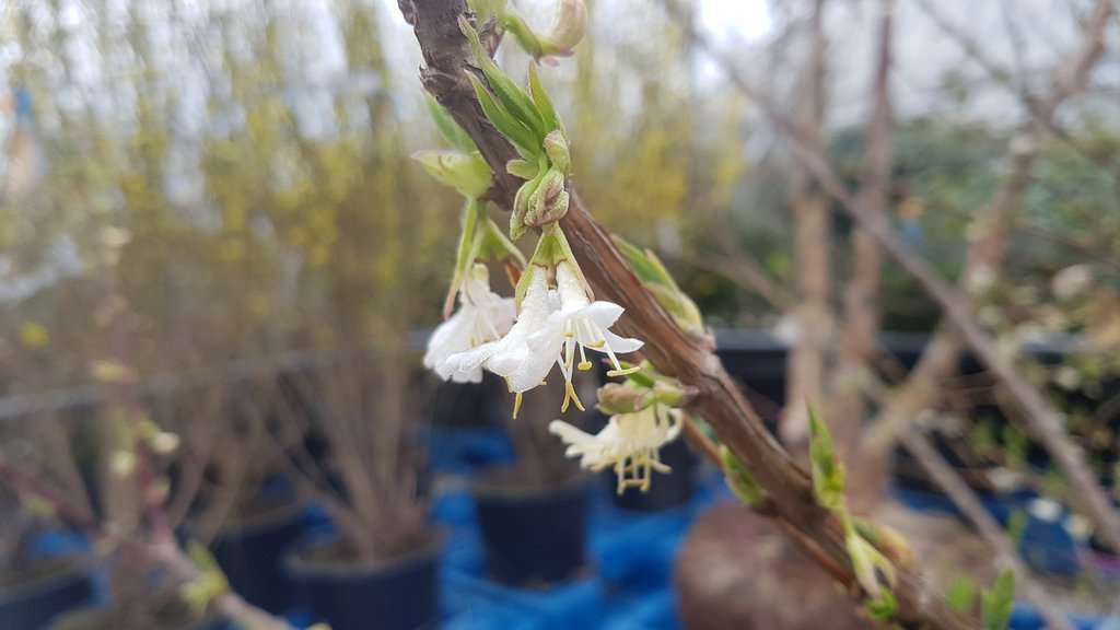 Lonicera x purpusii 'Winter Beauty' 150-175 cm